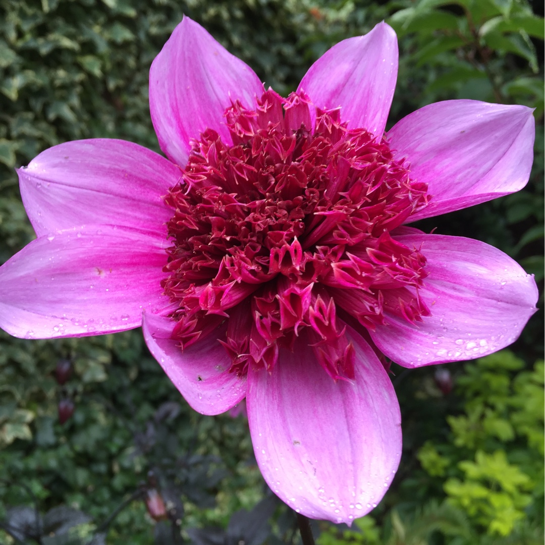 Dahlia Bayou (Anemone-flowered) in the GardenTags plant encyclopedia