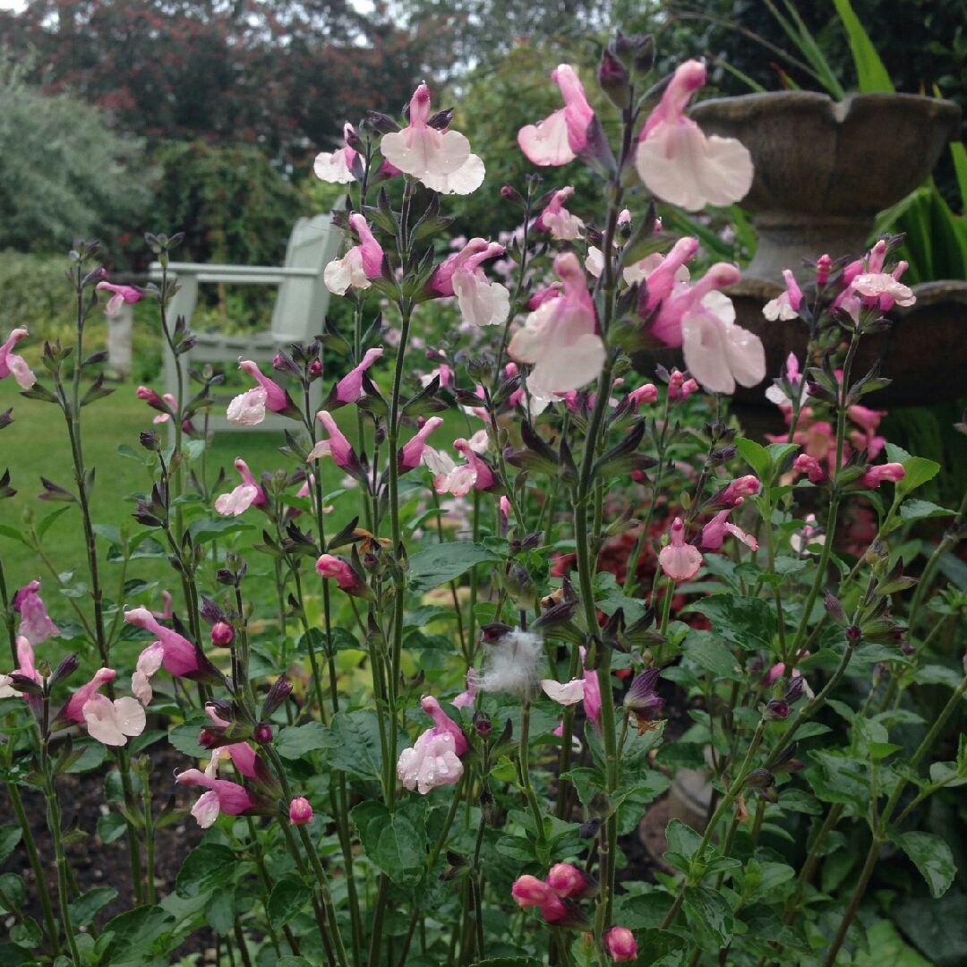 Salvia Suncrest Dancing Dolls in the GardenTags plant encyclopedia Salvia Suncrest Dancing Dolls in the GardenTags plant encyclopedia