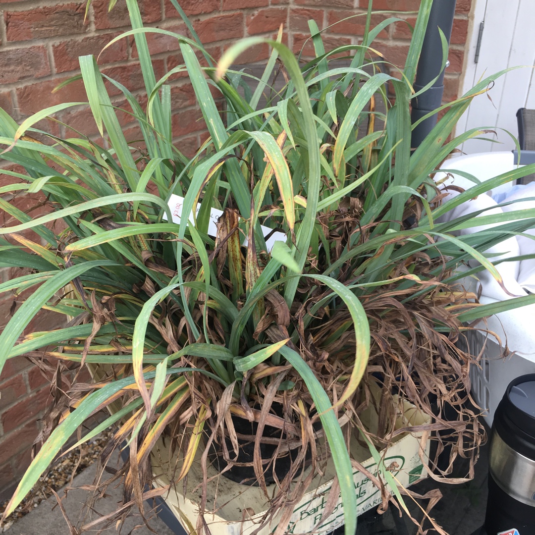 Creeping sedge in the GardenTags plant encyclopedia