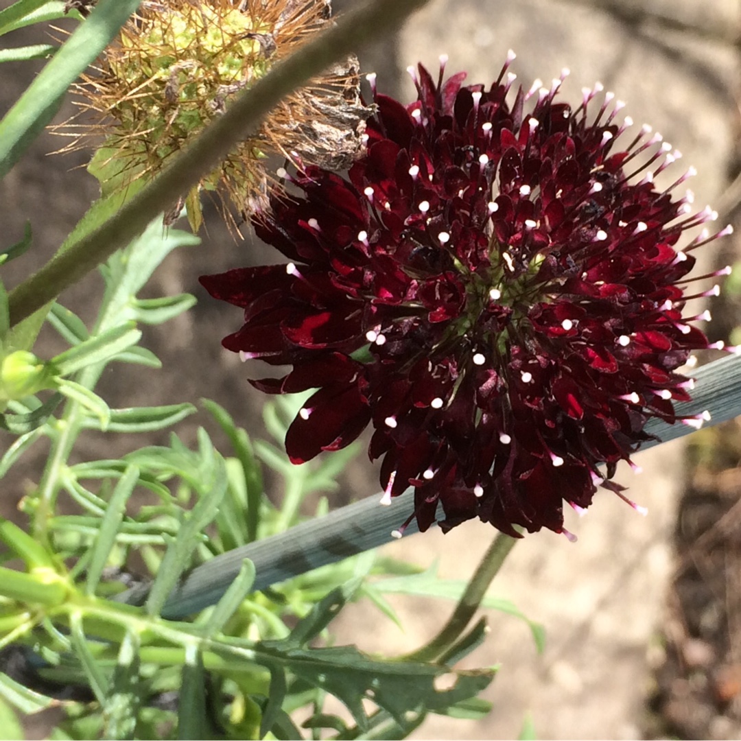 Scabiosa Black Ball in the GardenTags plant encyclopedia Scabious Black Ball in the GardenTags plant encyclopedia