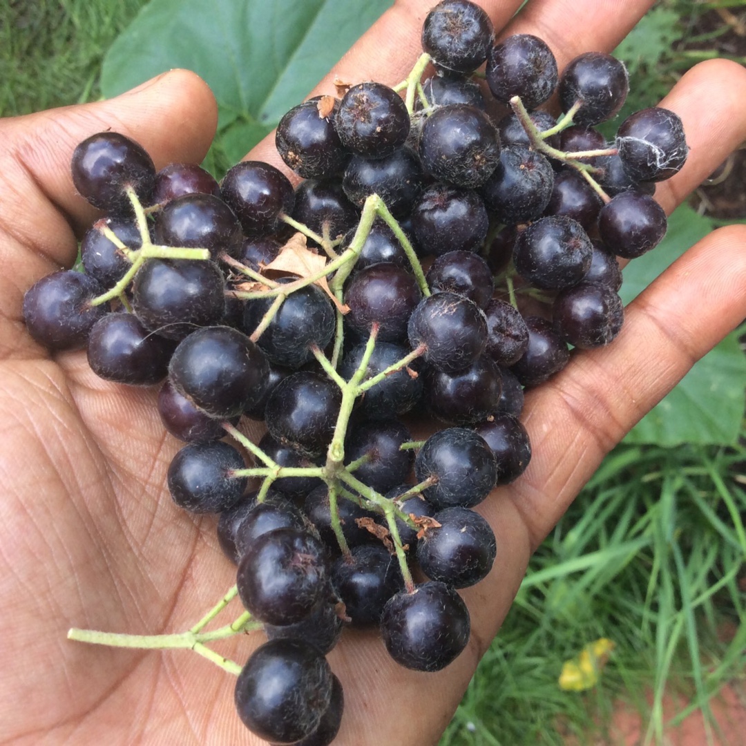 Chokeberry in the GardenTags plant encyclopedia