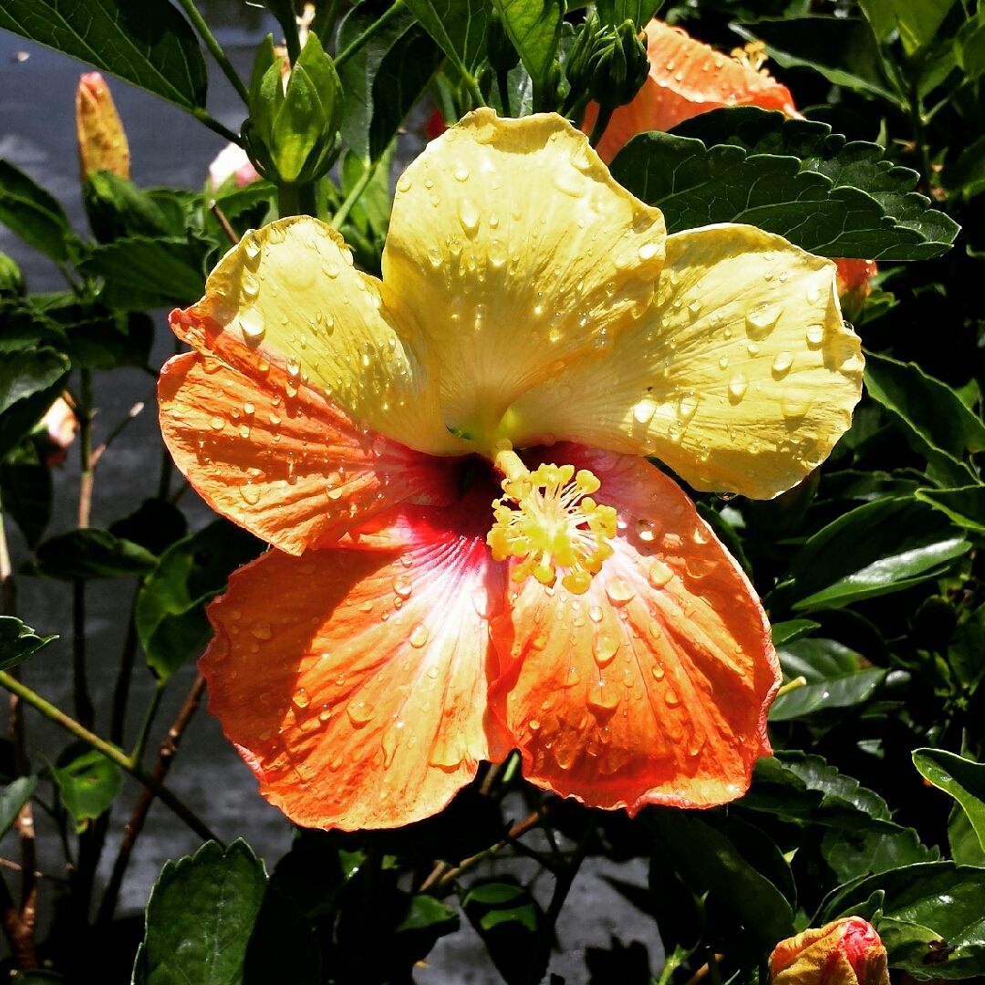Hibiscus rosa-sinensis Orange Pride in the GardenTags plant encyclopedia Hibiscus Orange Pride in the GardenTags plant encyclopedia