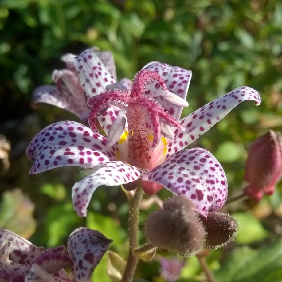 Tricyrtis formosana Purple Beauty in the GardenTags plant encyclopedia Toad Lily Purple Beauty in the GardenTags plant encyclopedia
