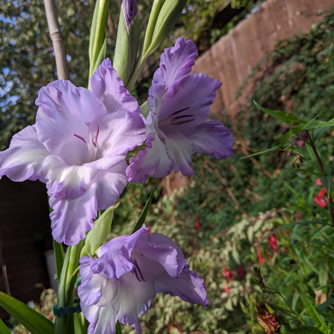 Gladiolus Blue Ice in the GardenTags plant encyclopedia Gladioli Blue Ice in the GardenTags plant encyclopedia