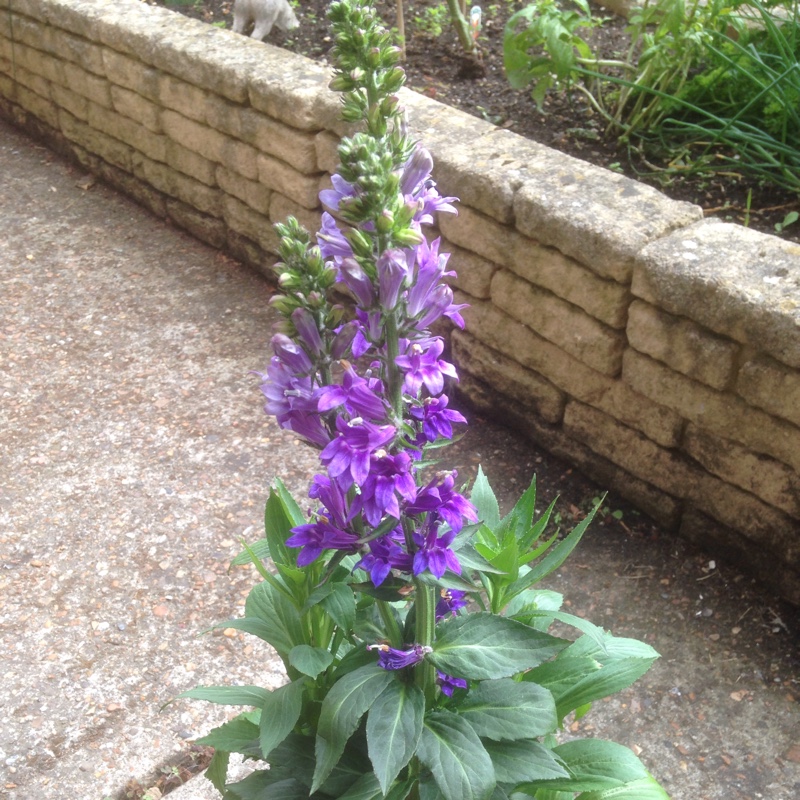 Lobelia x 'Fan Blue', Lobelia 'Fan in GardenTags