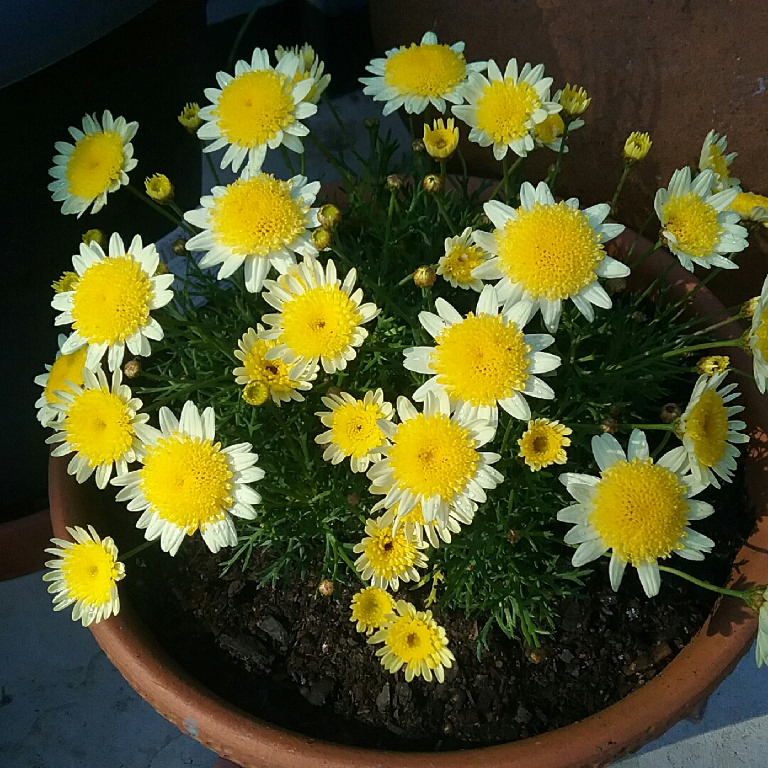 Argyranthemum Federation Daisy Sunny Days in the GardenTags plant encyclopedia Federation Daisy Sunny Days in the GardenTags plant encyclopedia