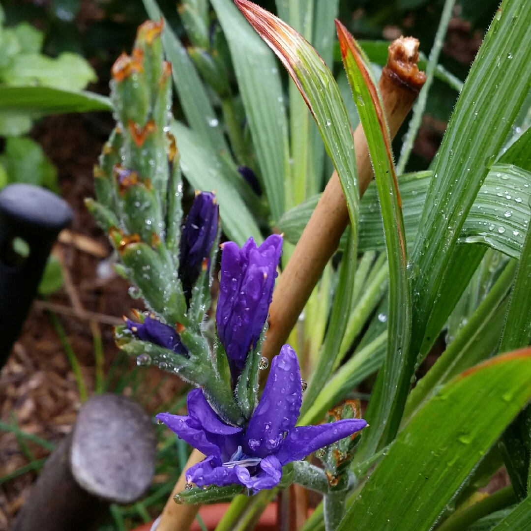 Babiana stricta in the GardenTags plant encyclopedia Blue Freesia in the GardenTags plant encyclopedia