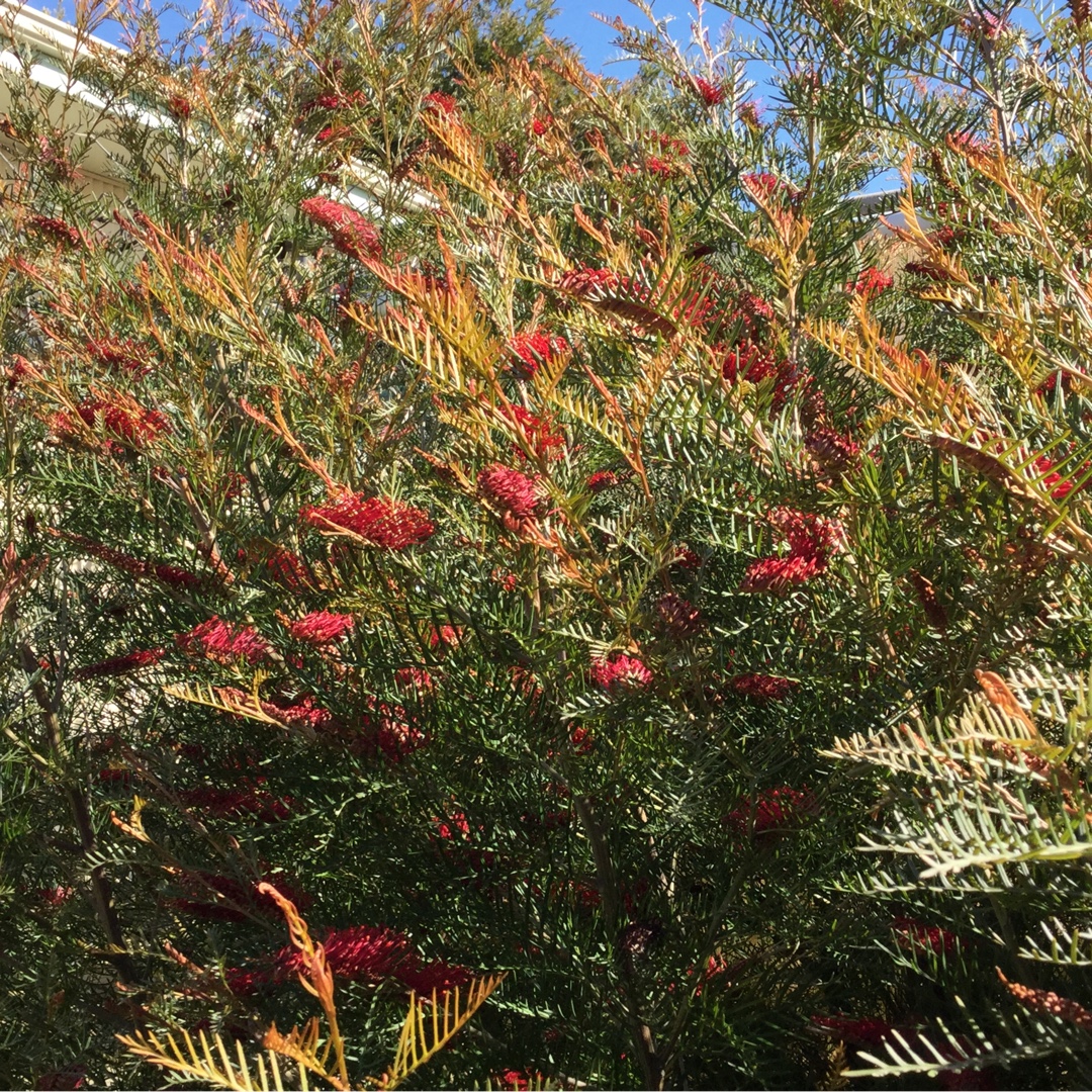Grevillea Red Hooks in the GardenTags plant encyclopedia Grevillea Red Hooks in the GardenTags plant encyclopedia