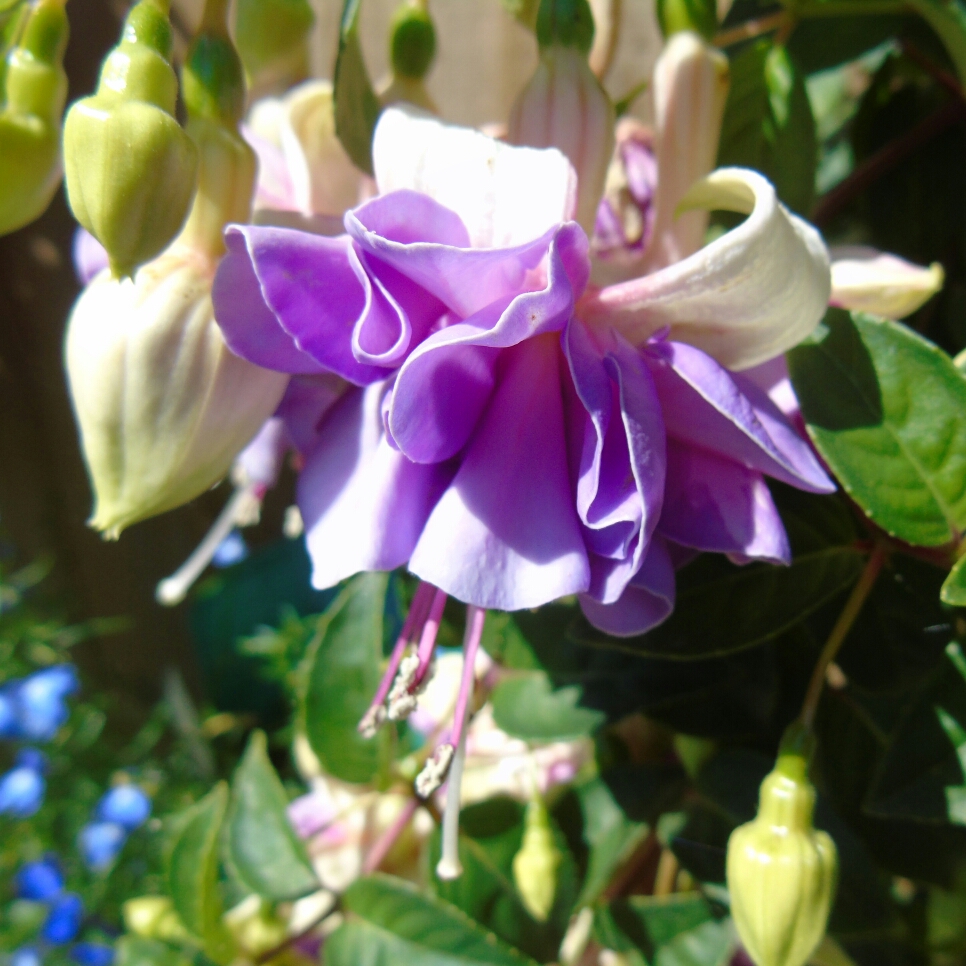 Fuchsia Dawn Star in the GardenTags plant encyclopedia Fuchsia Dawn Star in the GardenTags plant encyclopedia