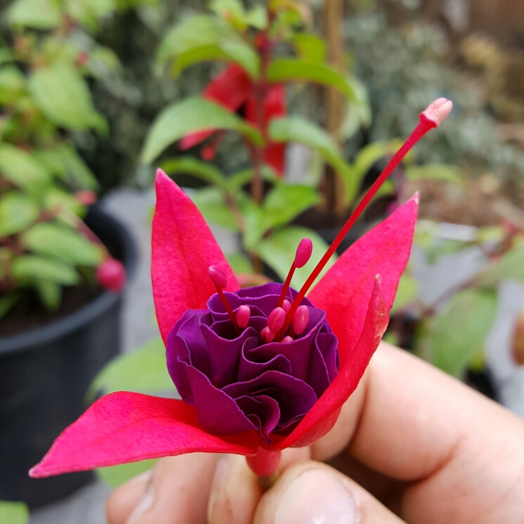 Fuchsia Maori Maid in the GardenTags plant encyclopedia Fuchsia Maori Maid in the GardenTags plant encyclopedia