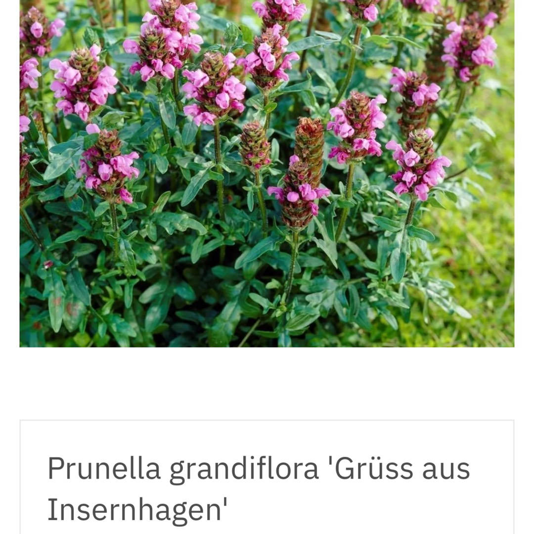 Prunella grandiflora Gruss aus Isernhagen in the GardenTags plant encyclopedia Large flowered Self Heal in the GardenTags plant encyclopedia