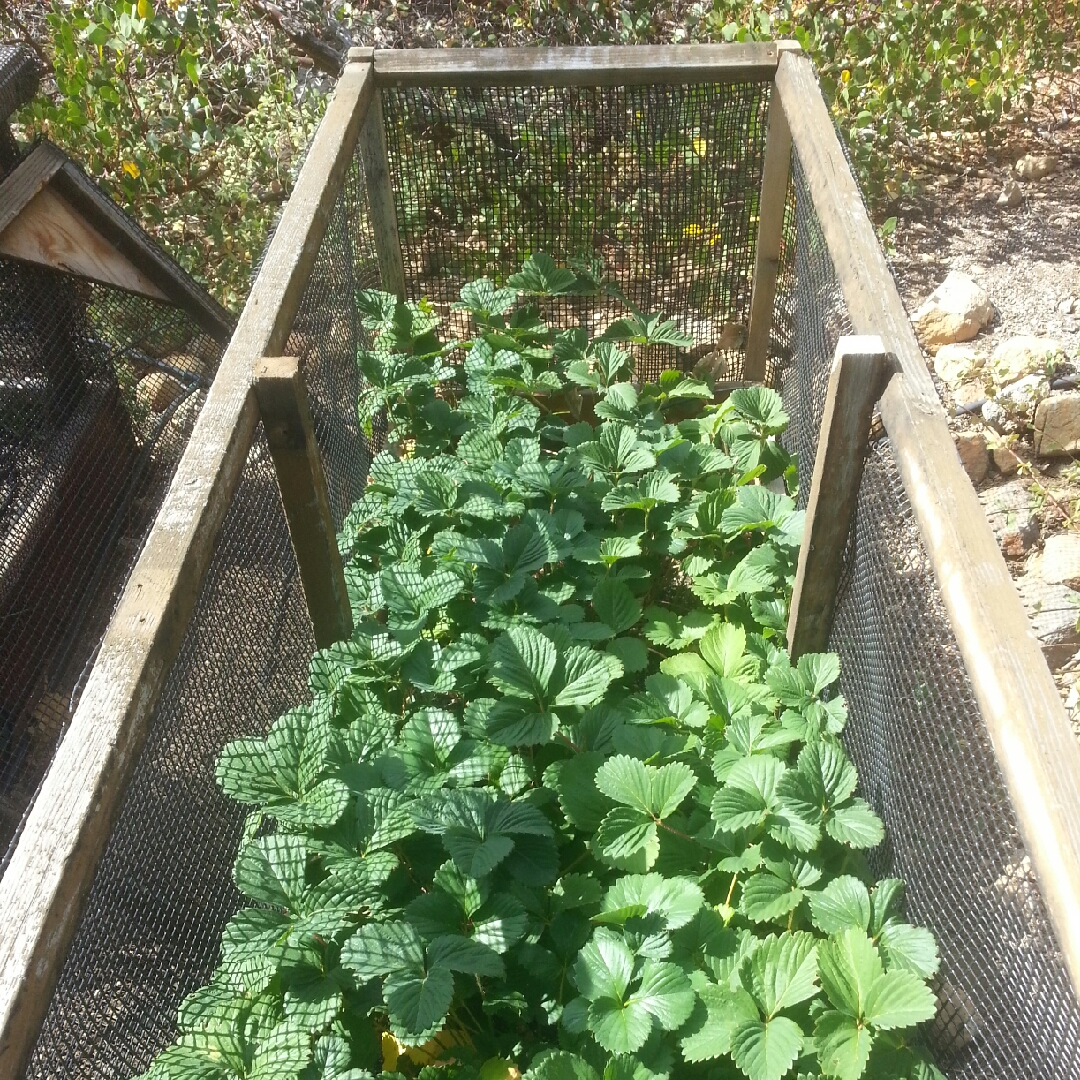 Strawberry Benton in the GardenTags plant encyclopedia