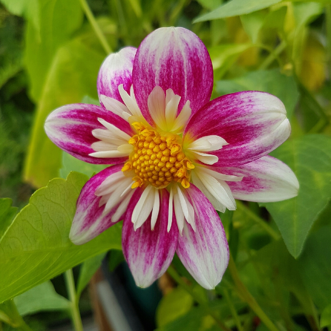 Dahlia Mariposa in the GardenTags plant encyclopedia Dahlia Mariposa in the GardenTags plant encyclopedia
