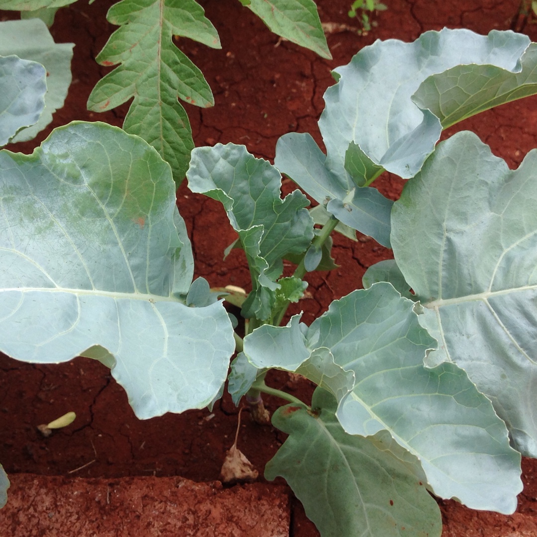 Brassica oleracea var. Italica Calabrese AnastyaF1 in the GardenTags plant encyclopedia Broccoli Calabrese Anastya F1 in the GardenTags plant encyclopedia