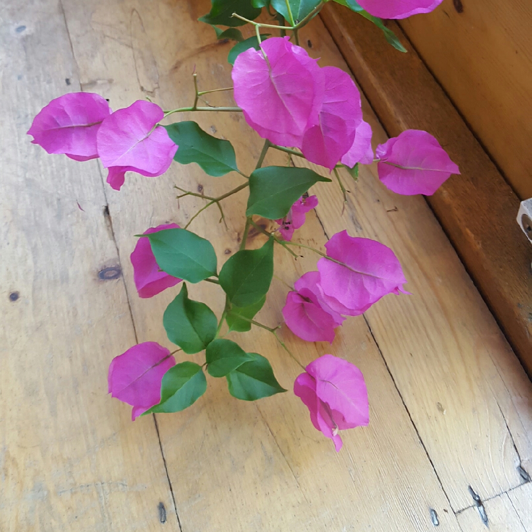 Bougainvillea Vera Deep Purple in the GardenTags plant encyclopedia Bougainvillea Vera Deep Purple in the GardenTags plant encyclopedia