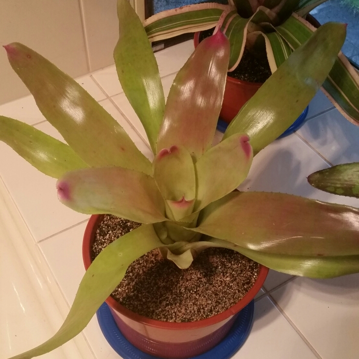 Neoregelia Painted Lady X Rosea Striata in the GardenTags plant encyclopedia Neoregelia Painted Lady X Rosea Striata in the GardenTags plant encyclopedia