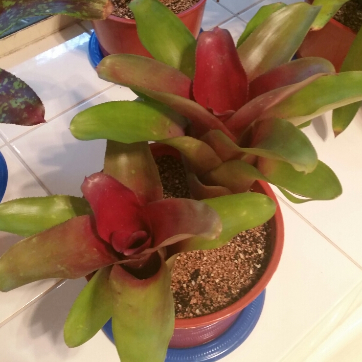 Neoregelia A.D.Rosie in the GardenTags plant encyclopedia Neoregelia A.D.Rosie in the GardenTags plant encyclopedia