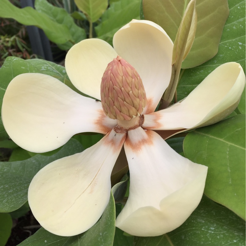 Magnolia delavyi in the GardenTags plant encyclopedia Magnolia delavyi in the GardenTags plant encyclopedia