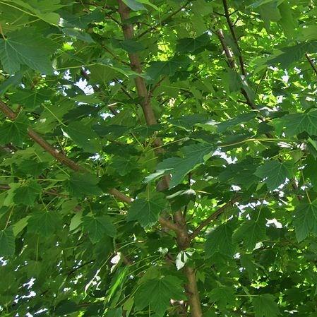 Maple in the GardenTags plant encyclopedia