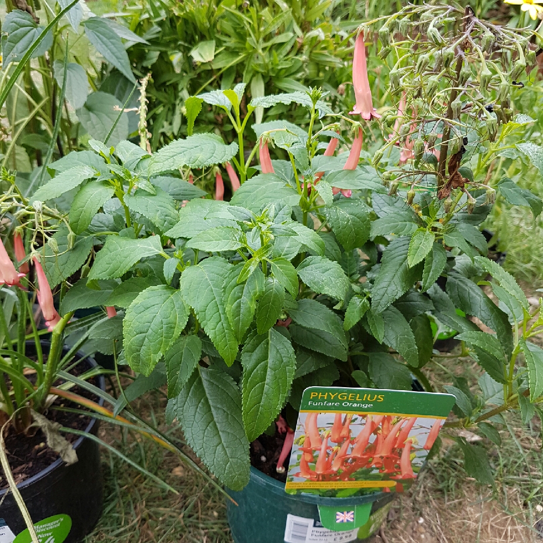Phygelius x rectus Yapor (Somerford Funfair Series) in the GardenTags plant encyclopedia Cape Fuchsia Somerford Funfair Orange in the GardenTags plant encyclopedia