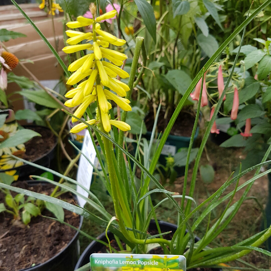 Kniphofia Lemon Popsicle (Popsicle Series) in the GardenTags plant encyclopedia Red Hot Poker Lemon Popsicle in the GardenTags plant encyclopedia