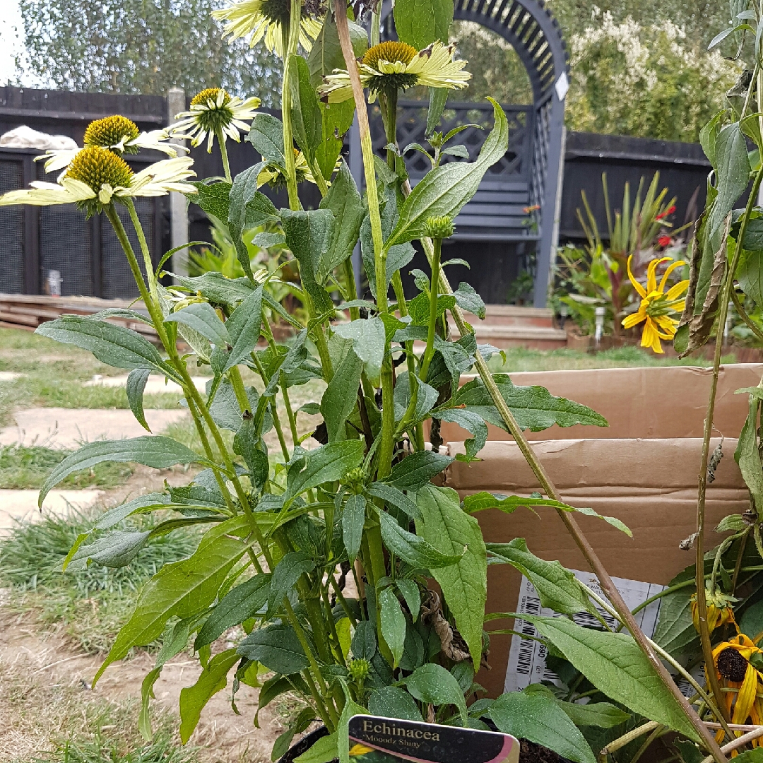 Echinacea Hilmooshin (Mooodz Series) syn. Echinacea Mooodz Shiny in the GardenTags plant encyclopedia Coneflower Mooodz Shiny in the GardenTags plant encyclopedia
