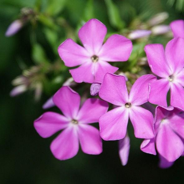 Phlox paniculata Purple Kiss in the GardenTags plant encyclopedia Phlox Purple Kiss in the GardenTags plant encyclopedia