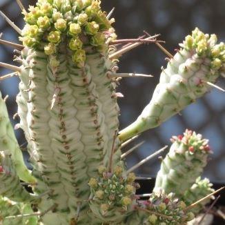 Euphorbia mammillaris Variegata in the GardenTags plant encyclopedia Corn Cob in the GardenTags plant encyclopedia