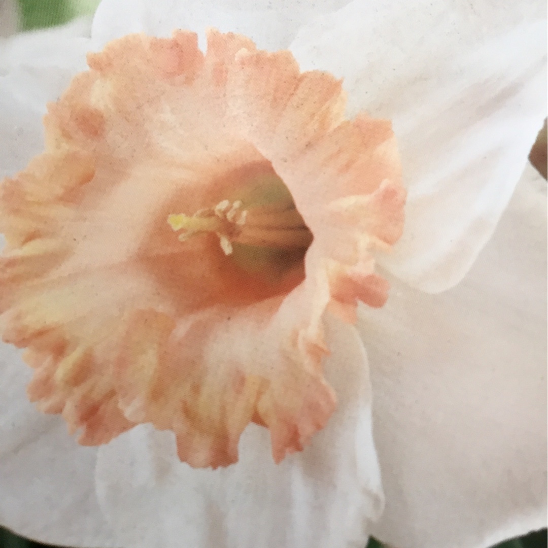 Narcissus Salome in the GardenTags plant encyclopedia Daffodil Salome (Large-cupped) in the GardenTags plant encyclopedia