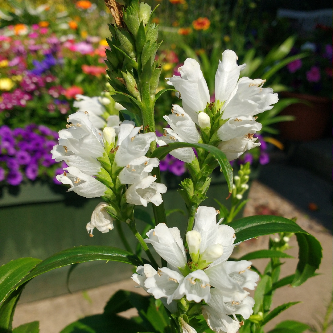Physostegia virginiana Crystal Peak White in the GardenTags plant encyclopedia Obedient Plant Crystal Peak White in the GardenTags plant encyclopedia
