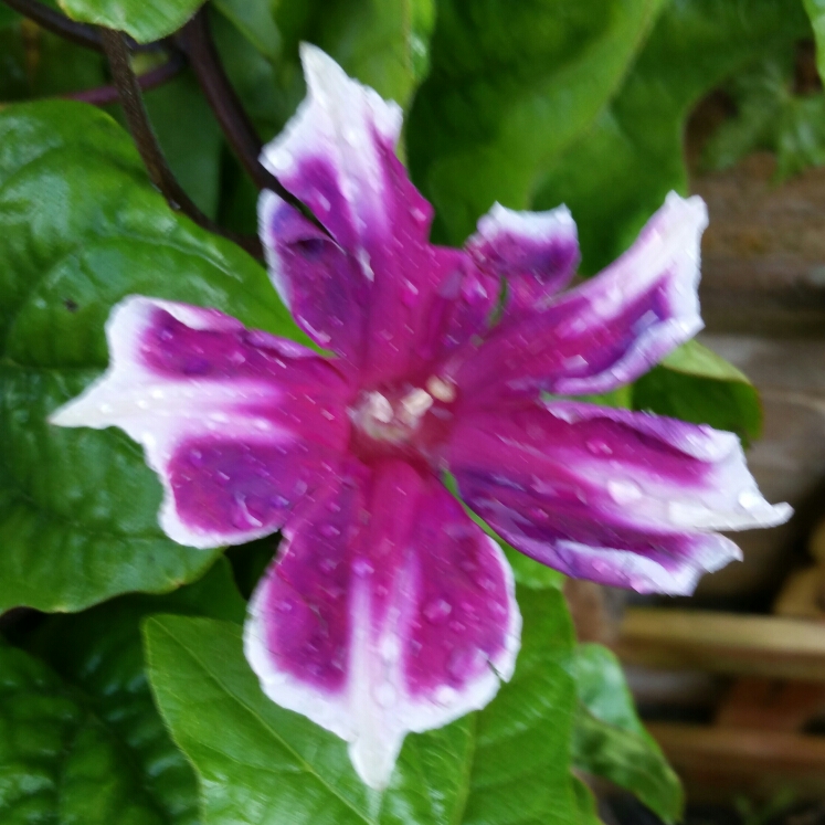 Ipomoea Hybrid in the GardenTags plant encyclopedia Morning Glory Hybrid in the GardenTags plant encyclopedia