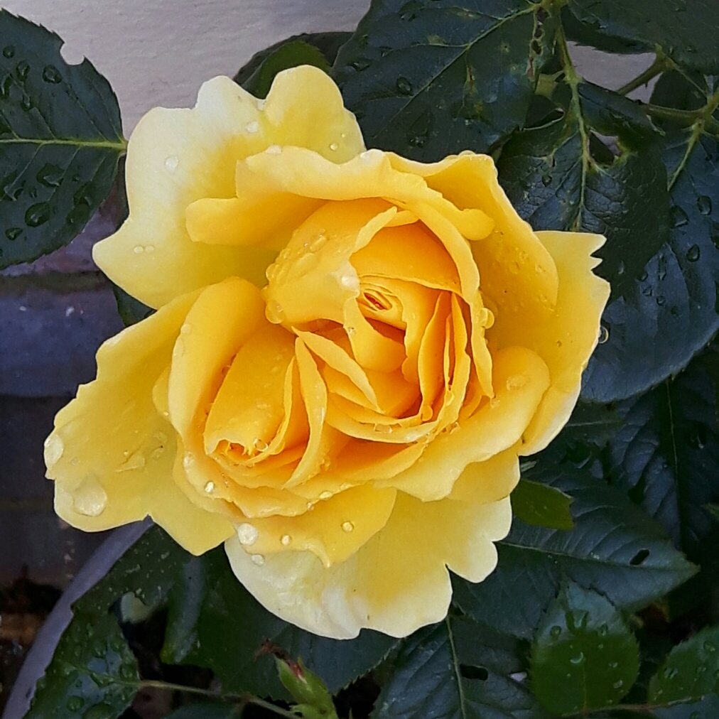 Rosa Golden Delight in the GardenTags plant encyclopedia Rose Golden Delight in the GardenTags plant encyclopedia