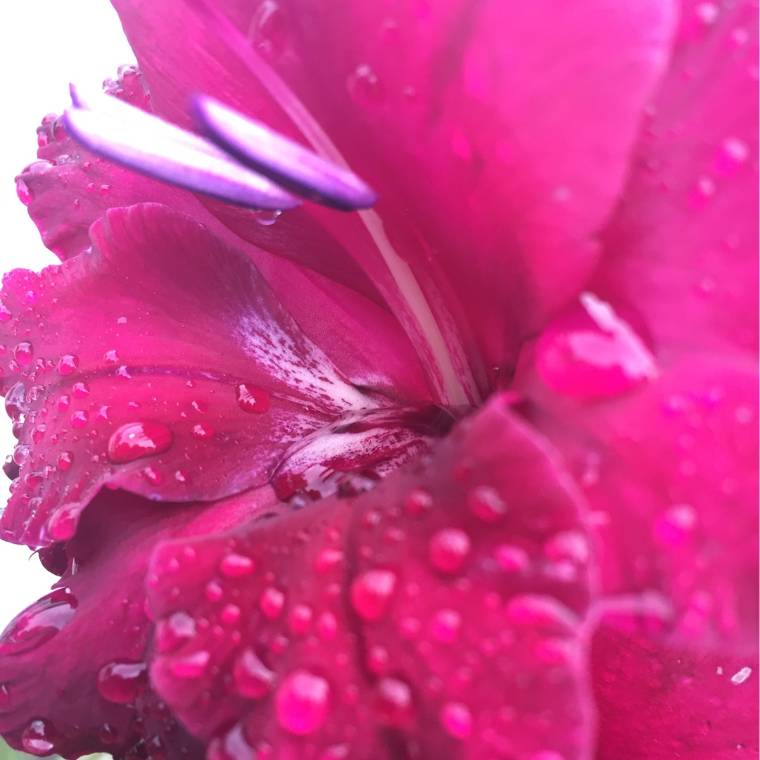 Gladioli Black Star in the GardenTags plant encyclopedia