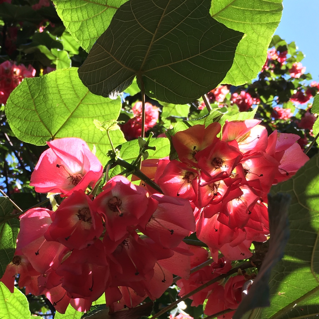 Dombeya in the GardenTags plant encyclopedia Dombeya in the GardenTags plant encyclopedia