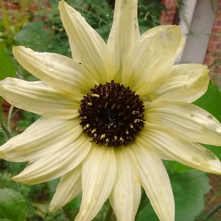 Helianthus annuus Italian White in the GardenTags plant encyclopedia Sunflower Italian White in the GardenTags plant encyclopedia