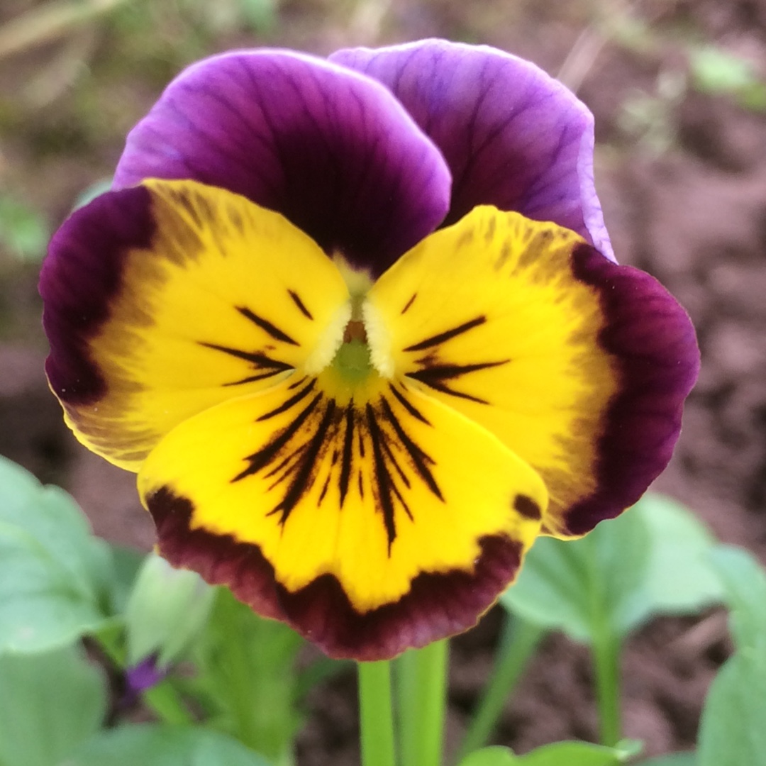Pansy Historic Florist Pansies Mixed in the GardenTags plant encyclopedia
