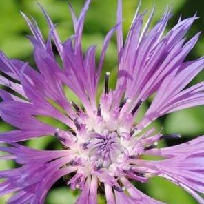 Centaurea montana Parham in the GardenTags plant encyclopedia Perennial cornflower Parham in the GardenTags plant encyclopedia