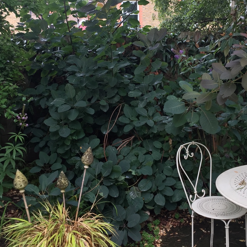 Cotinus Grace in the GardenTags plant encyclopedia Smoke Bush Grace in the GardenTags plant encyclopedia