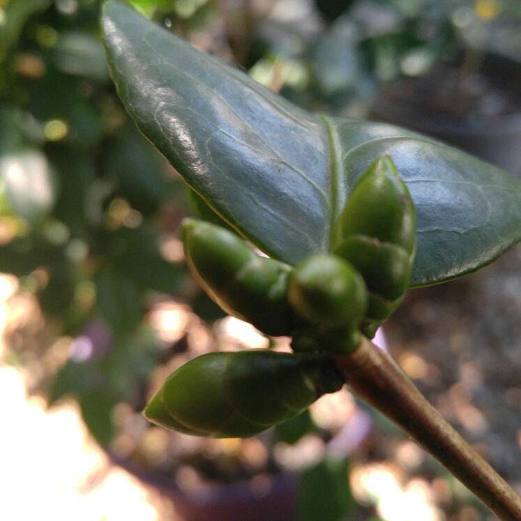 Camellia japonica Robert E Lee in the GardenTags plant encyclopedia Camellia Robert E Lee in the GardenTags plant encyclopedia