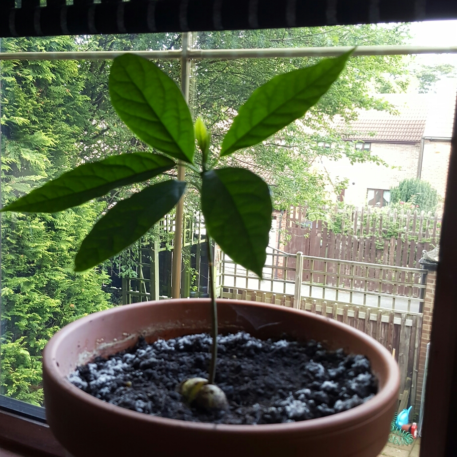 Avocado in the GardenTags plant encyclopedia