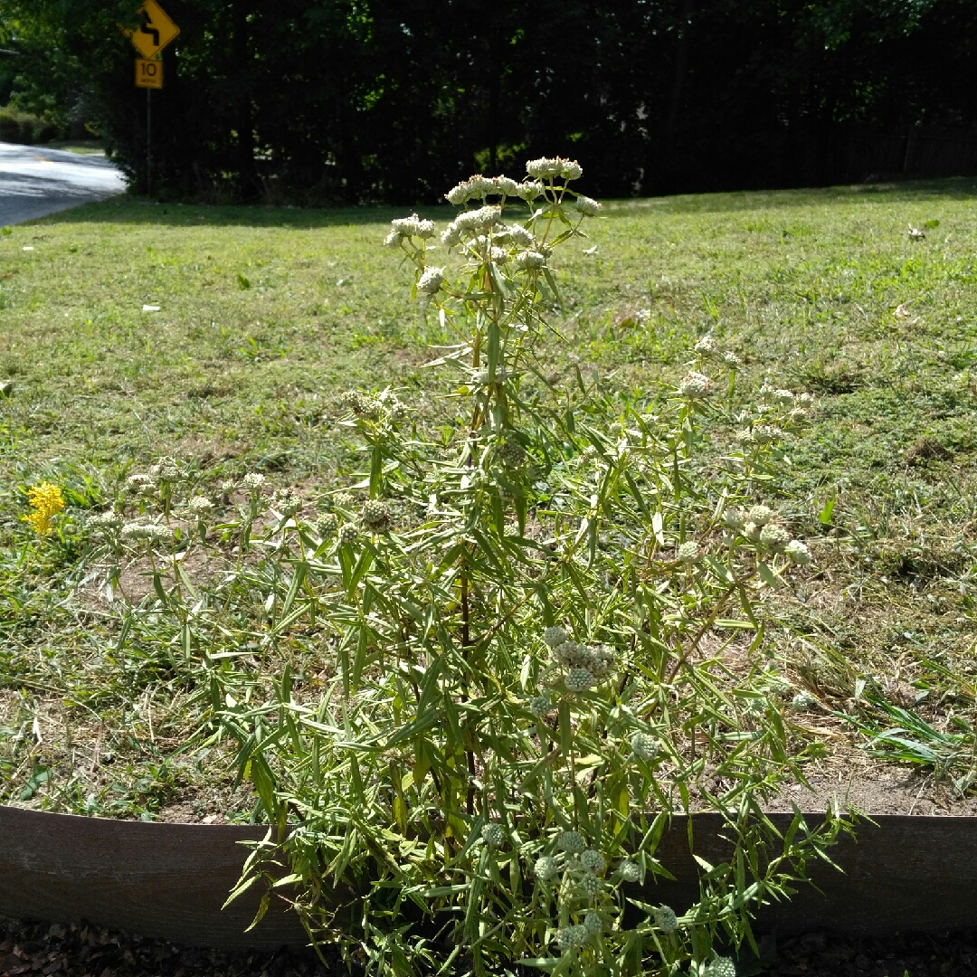Pycnanthemum Virginianum in the GardenTags plant encyclopedia Virginia Mountain Mint in the GardenTags plant encyclopedia