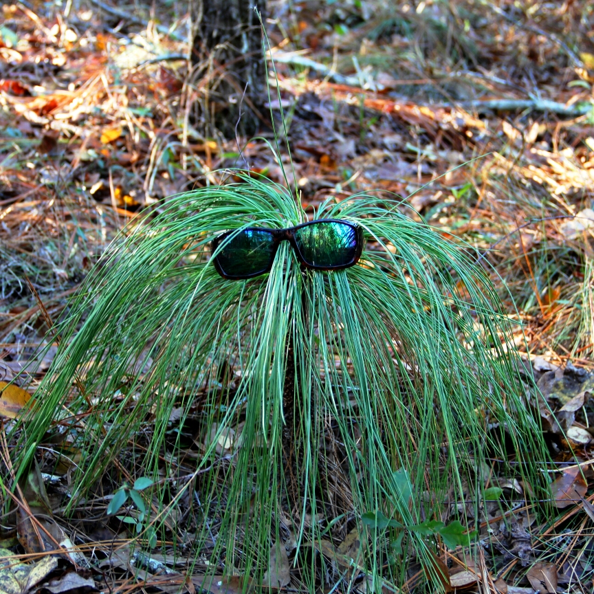 Pinus palustris in the GardenTags plant encyclopedia Longleaf Pine in the GardenTags plant encyclopedia