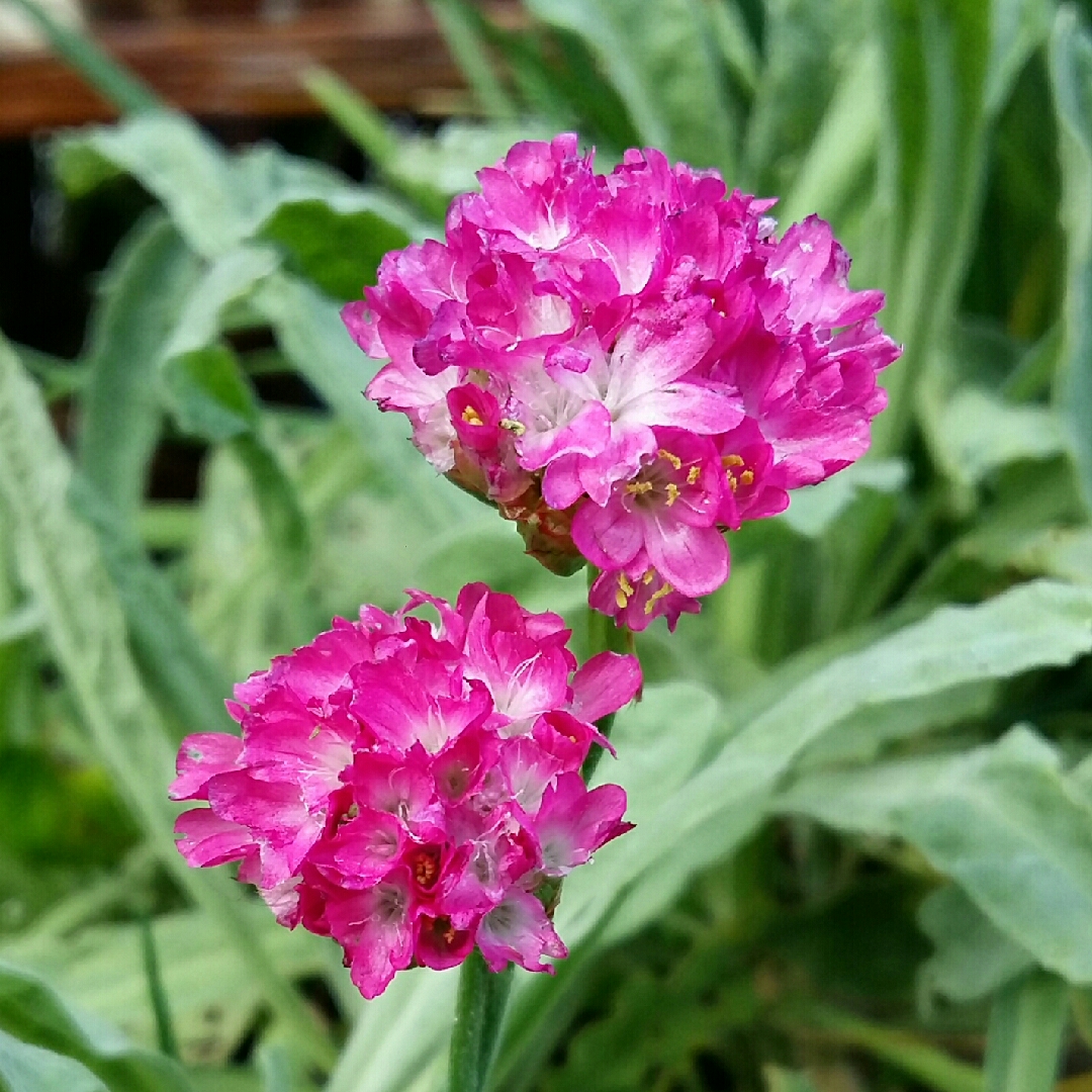 Lychnis Alpina in the GardenTags plant encyclopedia Alpine Campion in the GardenTags plant encyclopedia