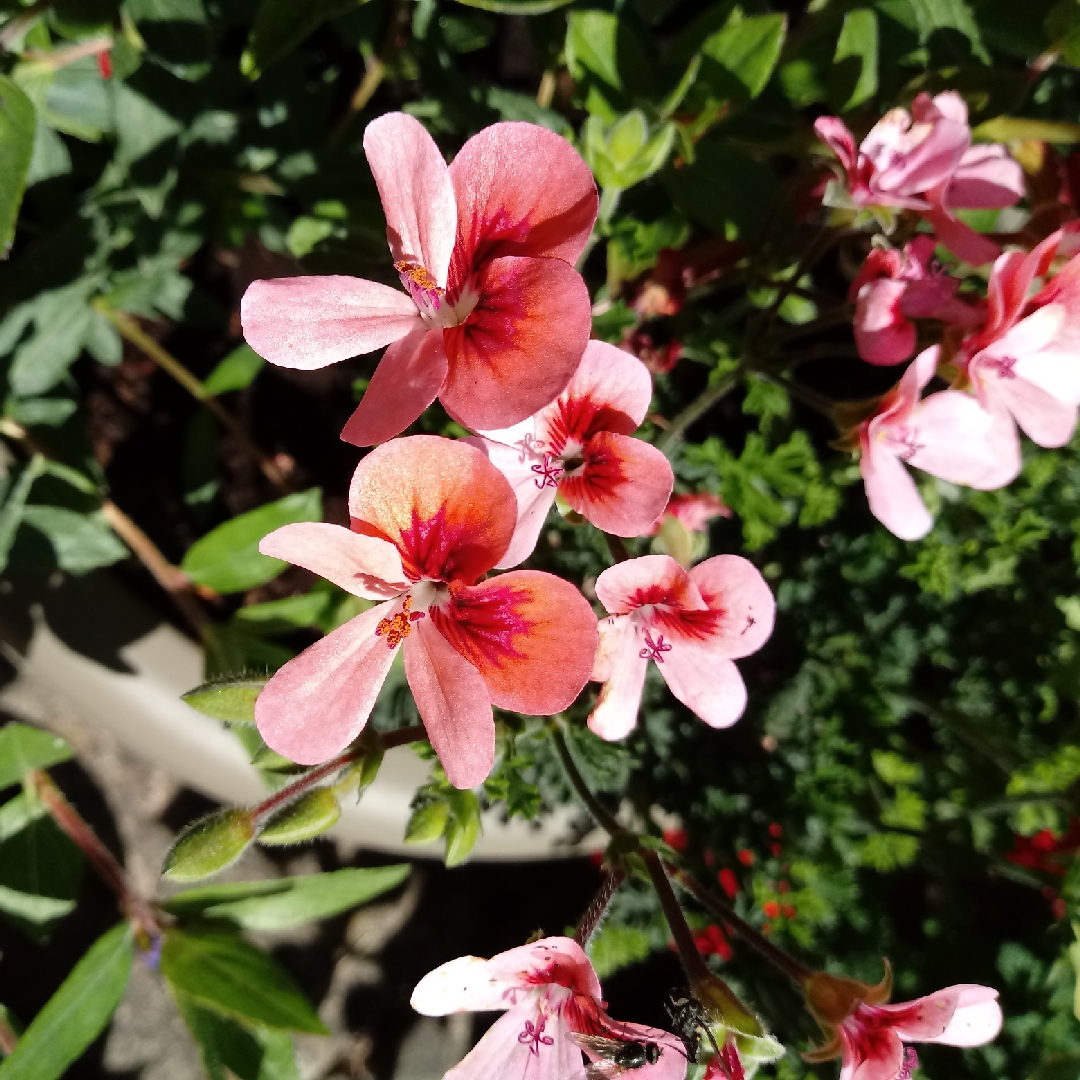 Pelargonium Pacviola (Angeleyes Series) syn. Pelargonium Angeleyes Viola in the GardenTags plant encyclopedia Pelargonium Angeleyes Viola (Angel) in the GardenTags plant encyclopedia