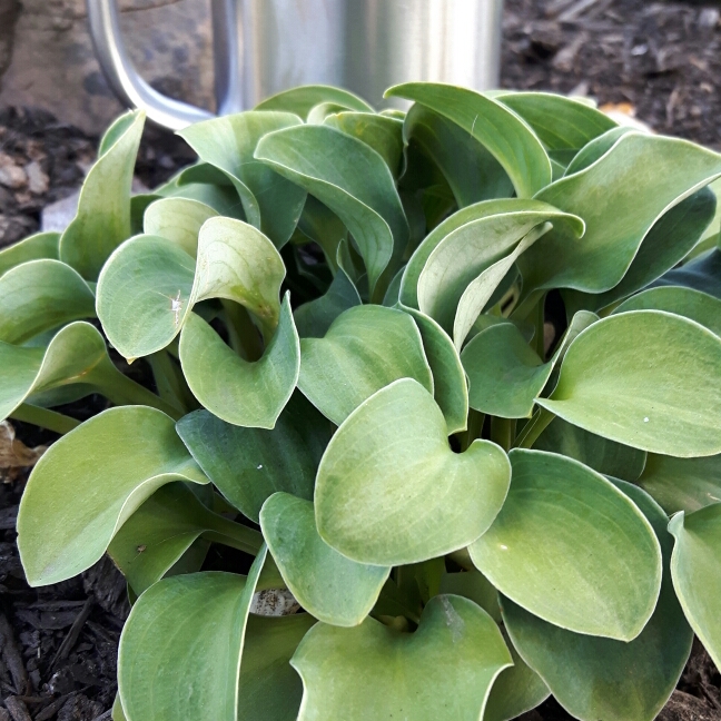 Hosta Ruffled Mouse Ears in the GardenTags plant encyclopedia Plantain Lily Ruffled Mouse Ears in the GardenTags plant encyclopedia