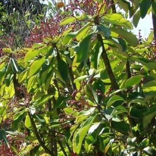 Euphorbia umbellata syn. Synadenium grantii in the GardenTags plant encyclopedia African Milk Bush in the GardenTags plant encyclopedia
