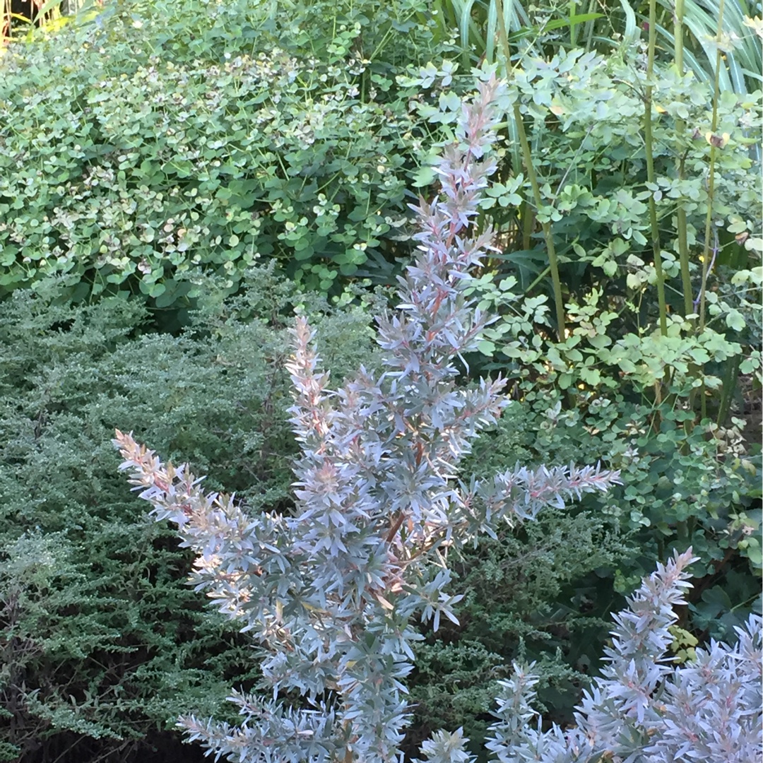 Leptospermum myrtifolium Silver Sheen in the GardenTags plant encyclopedia New Zealand Tea Tree Silver Sheen in the GardenTags plant encyclopedia