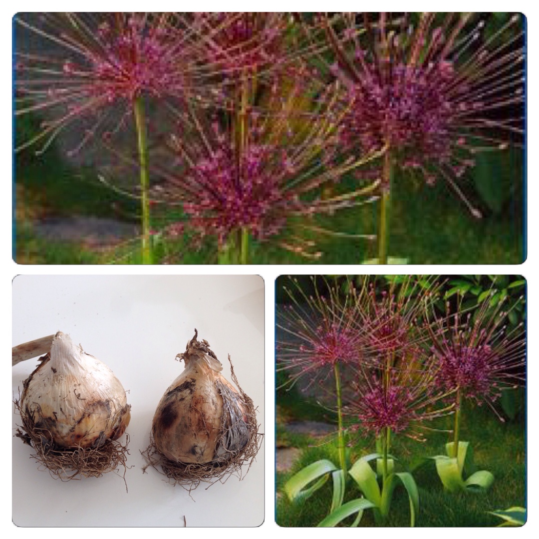 Allium (Species) Schuberts Allium in the GardenTags plant encyclopedia