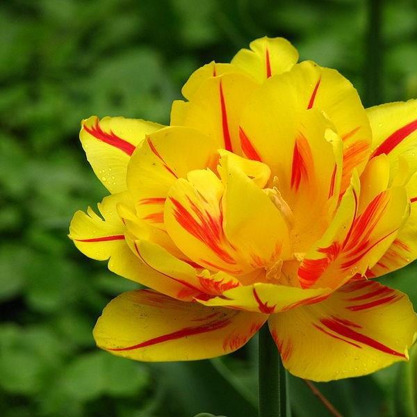 Tulipa Monsella in the GardenTags plant encyclopedia Tulip Monsella (Double Early) in the GardenTags plant encyclopedia