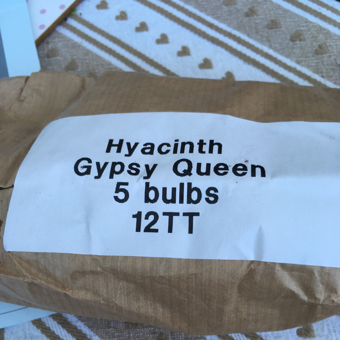 Hyacinthus orientalis Gipsy Queen in the GardenTags plant encyclopedia Hyacinth Gipsy Queen in the GardenTags plant encyclopedia